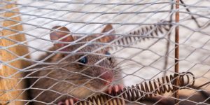 Rat in cage