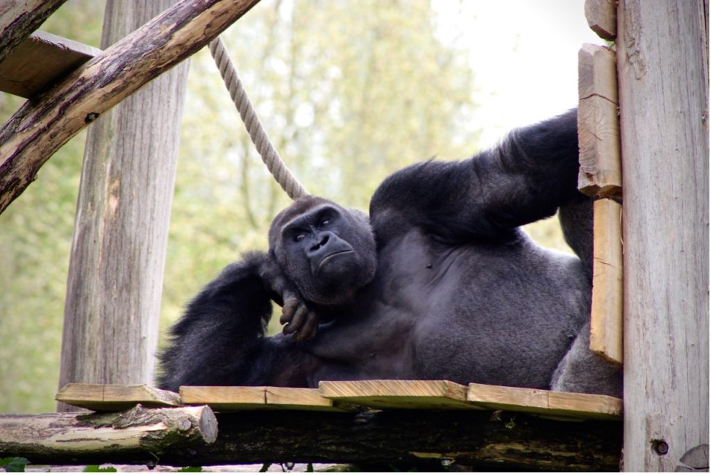 experiment with basketball and gorilla