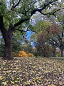 Photograph of trees during the Fall at the Arnold Arboretum of Harvard University in Boston, MA. Photo taken by Mirari Elcoro. 